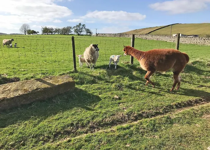 Ferny Rigg Byre - Uk3326