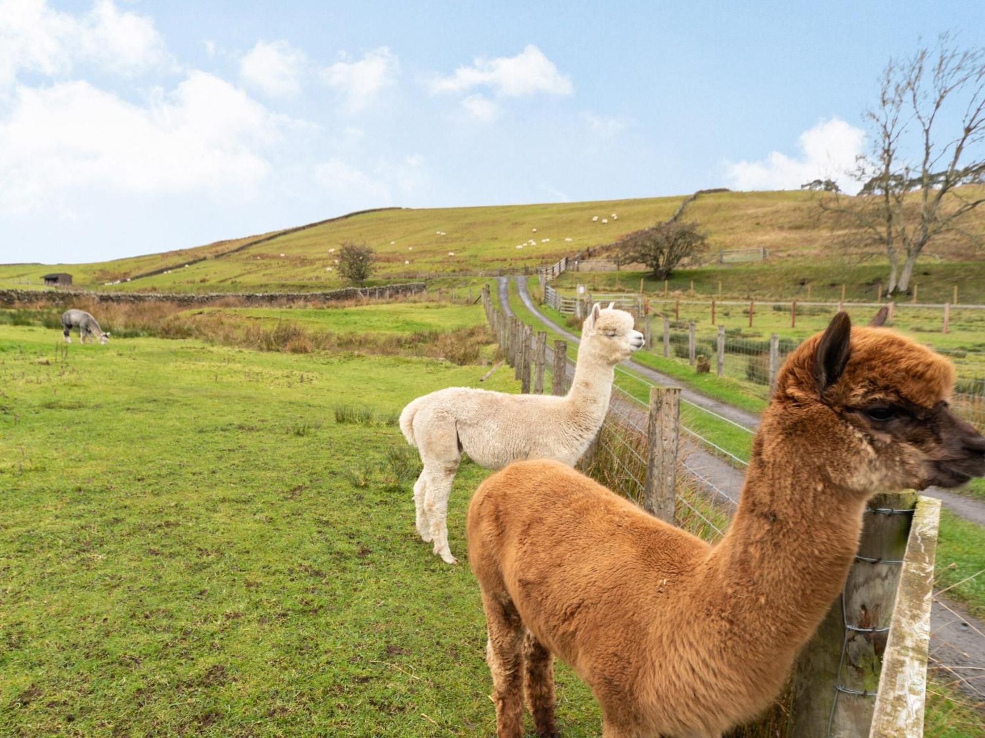 Ferny Rigg Byre - Uk3326 Holiday home *
