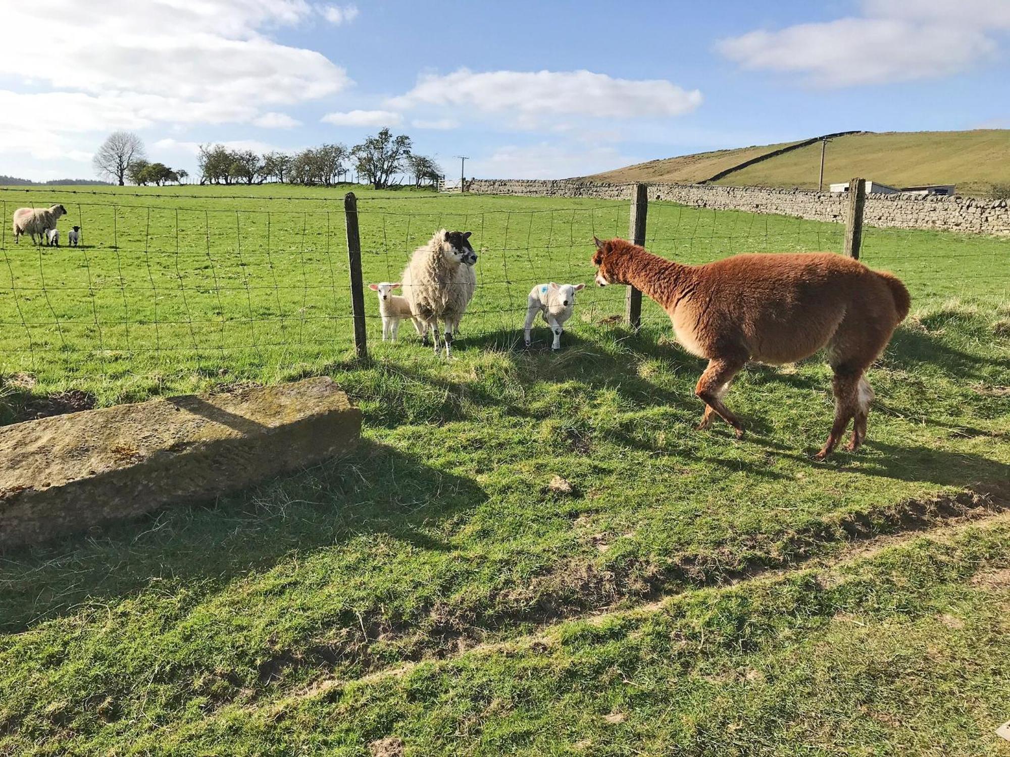 Holiday home Ferny Rigg Byre - Uk3326 Falstone
